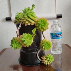 2 various potted succulents