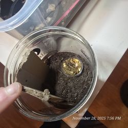 Dubia Roaches Breeding Pairs