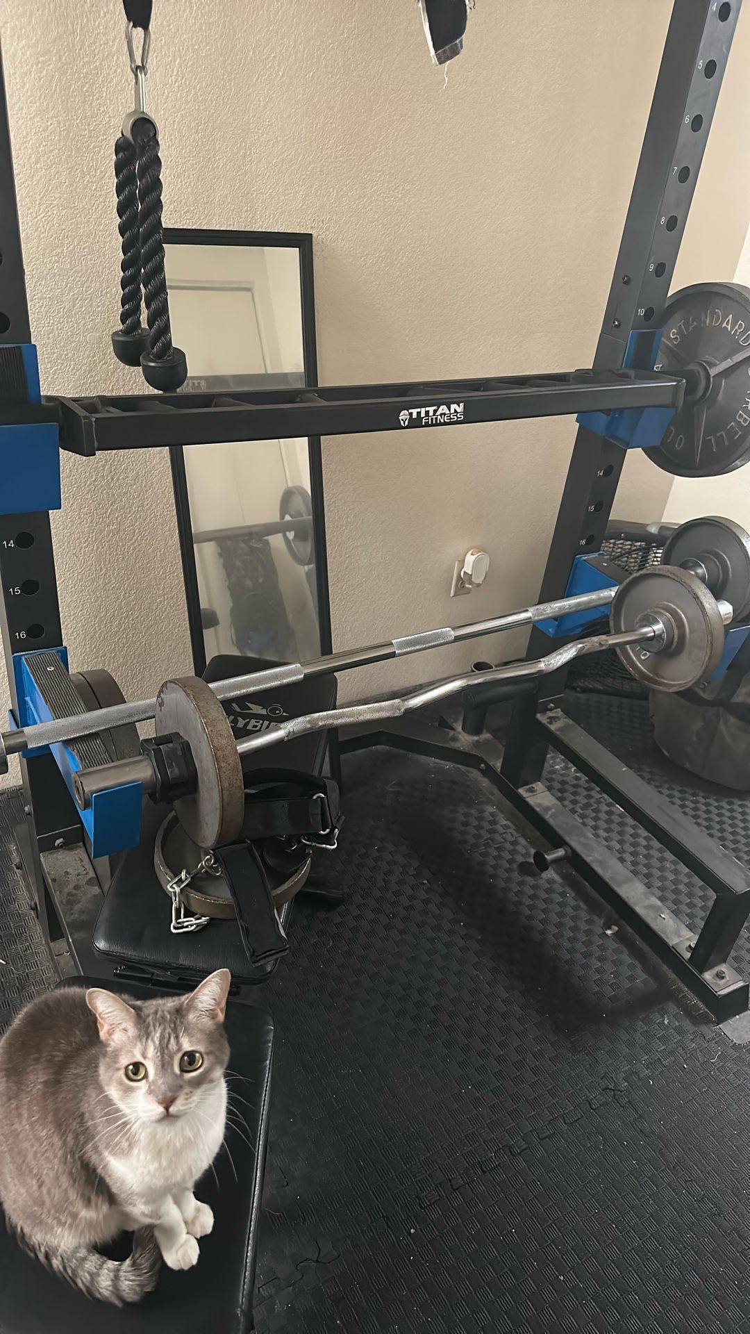 Straight Bar & Curl Bar