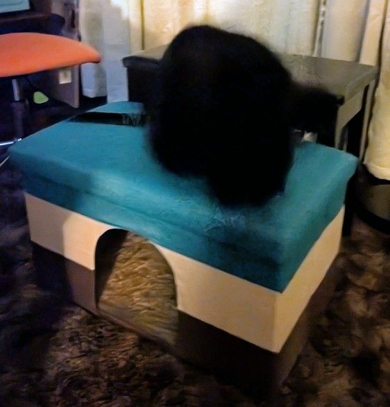 Kitty Cat Cove (Collapsible Bed)