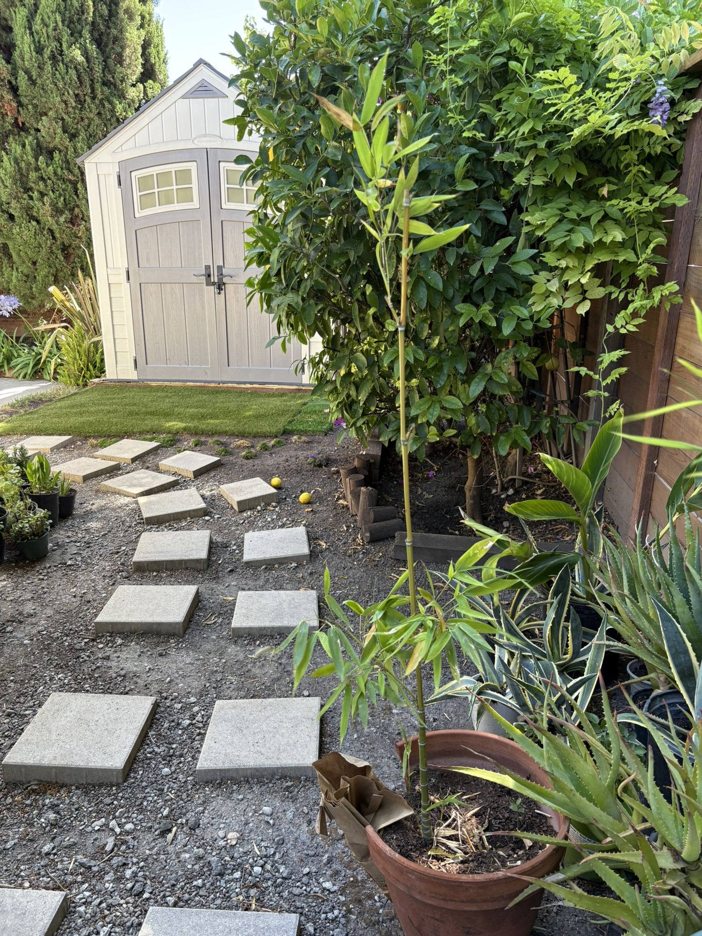 Bamboo Plat 4.5ft