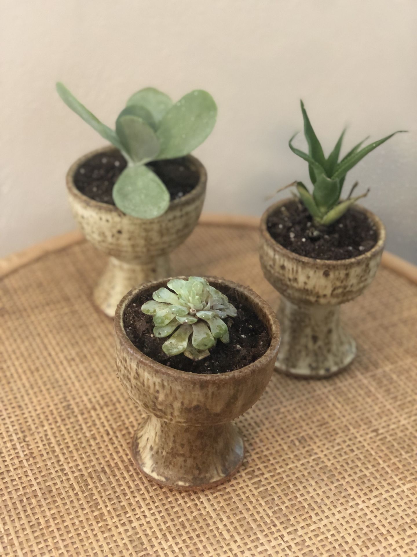 Set of 3 succulents + mid century pedi stool pottery planters