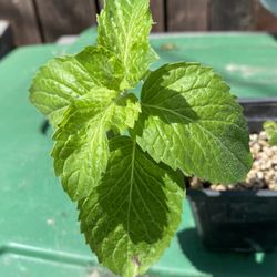lemon bergamot mint menta bergamota limon yerba buena