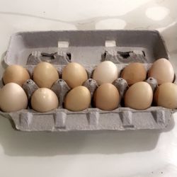 Fresh Eggs For Sale
