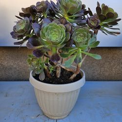 Succulent In 2 Gallon Pot 