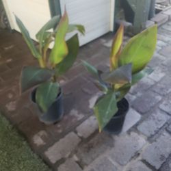Both Plants