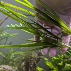 Aquarium Plants $2