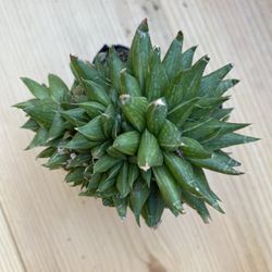 Haworthia Succulent Live Plant 2 Inch Pot