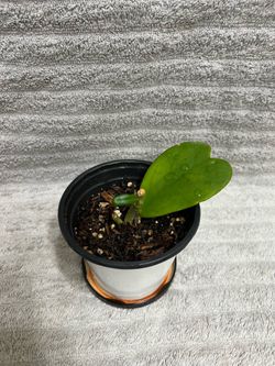 Hoya Kerrii Plant