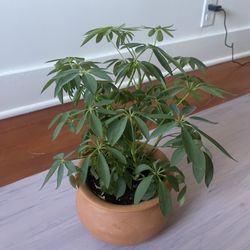 dwarf Umbrella Tree 