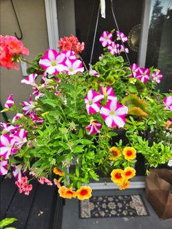Outdoor Flower Pots and Hanging Pots