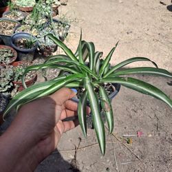 Small Indoor Plant