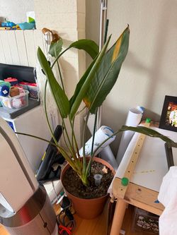 Hawaii bird of paradise plant