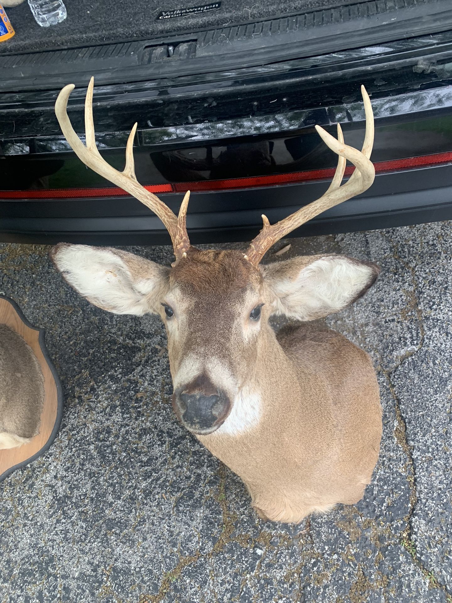 Taxidermy Deer!! $180!!