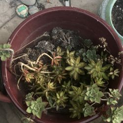 Pots And Plants For Sale 