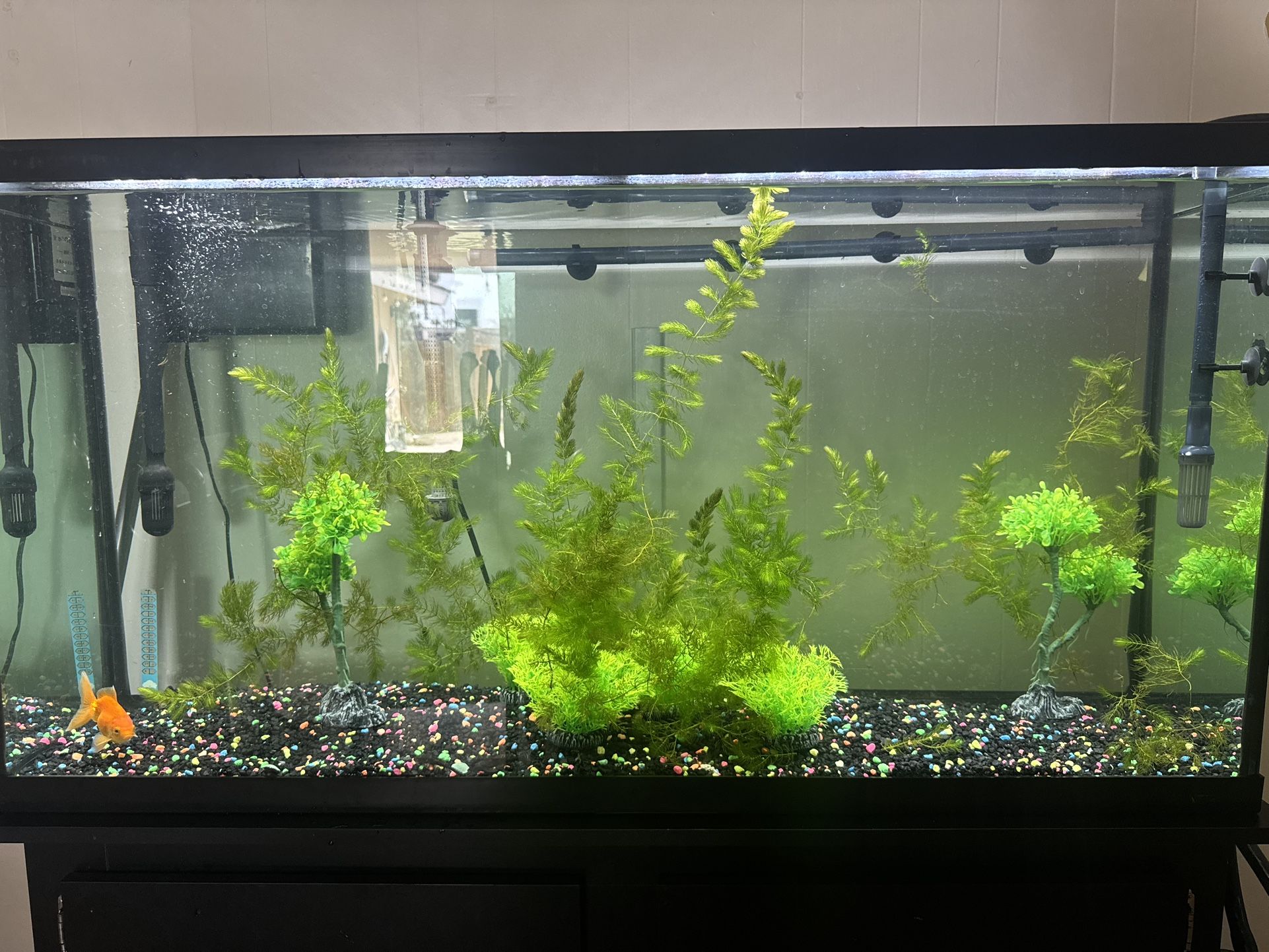Fish Tank