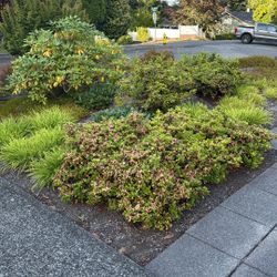 Free Plants And Landscape Rocks. 