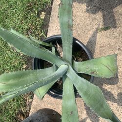 Agave Americana Plant 