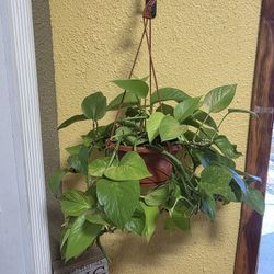 Hanging Pothos Plant