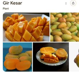 Kesar mango tree