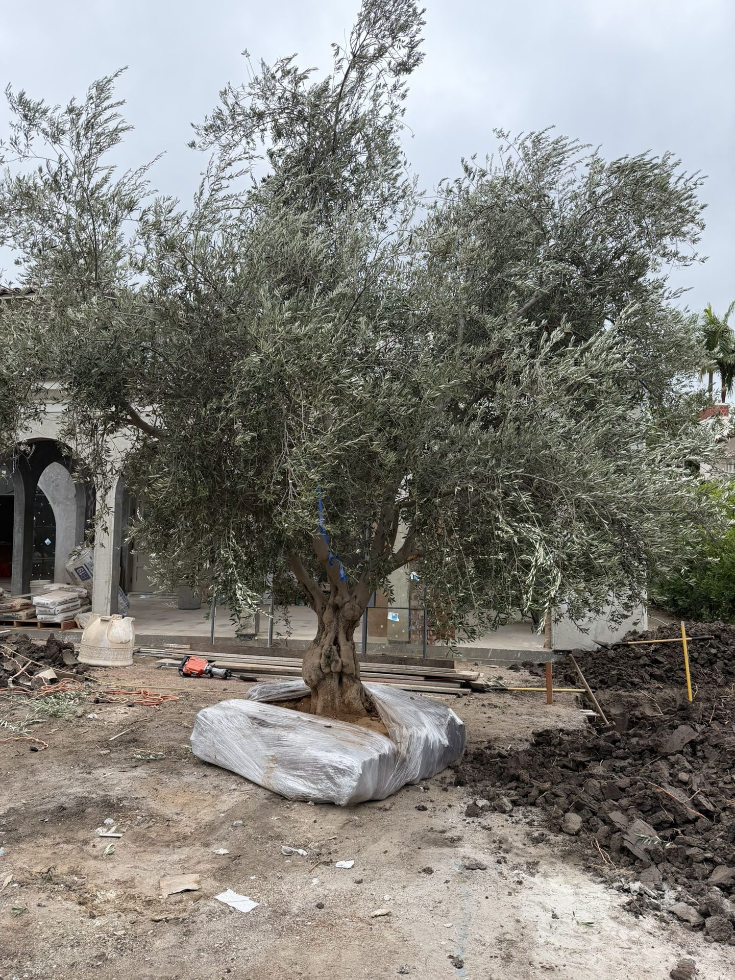 Olive Trees