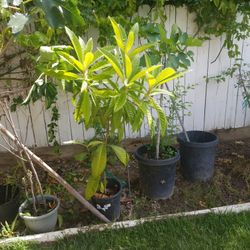 Time To Plant: Strawberries, Mint & spiritment,  Also: Aloe Vera -miracle Plant,  Fig Trees different Sizes,  One 6' Shade Tree, Each agreed donation 