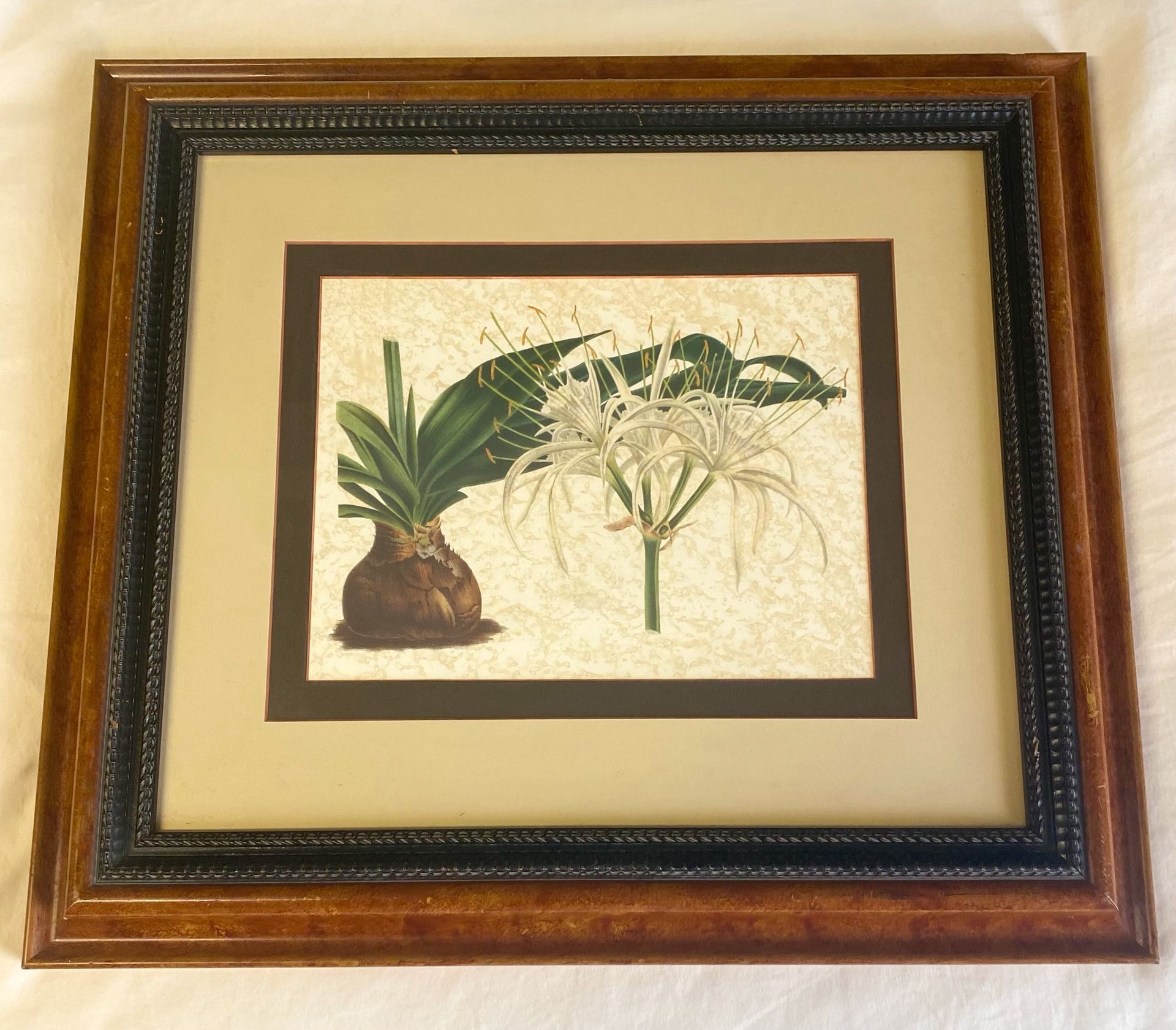 #Vintage Lithograph Hymenocallis Adnata /Louis Benoît van Houtte