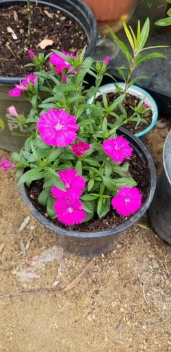 Natural plant