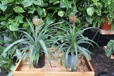 Pineapple plant