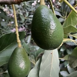 Fuerte Avocados 