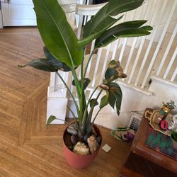 Indoor Plant 🪴