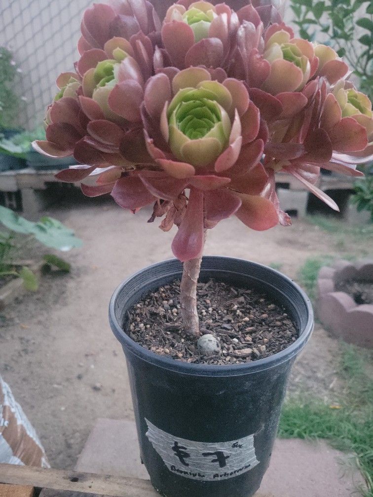Succulents