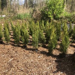 Plant Sale 