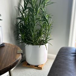 Hardy Aloe Plans For Sale 