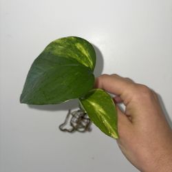Golden Pothos Houseplant Cuttings (rooted)
