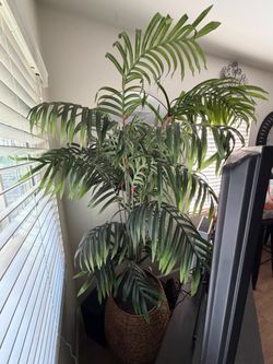Fake Plant