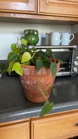 Pathos plant