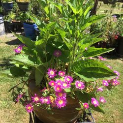 Hardy Plants