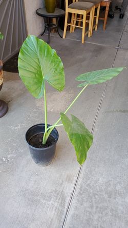Plant