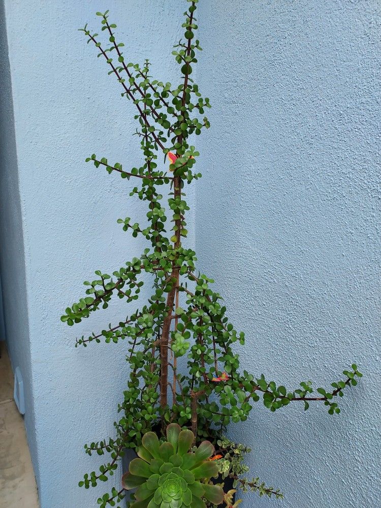 Succulents