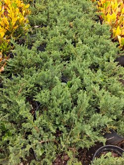 Juniper plants on sale now $8