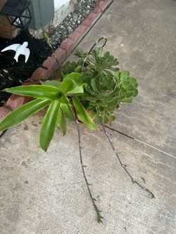 Mixed Succulents In Red Ceramic