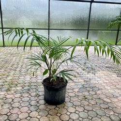 Dypsis pembana, Pemba Palm (7 gallon size)