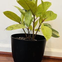 Indoor plant- Ficus Tineke with plastic pot