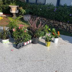 Updated List Of Some Of The New Plants That I Have Available
