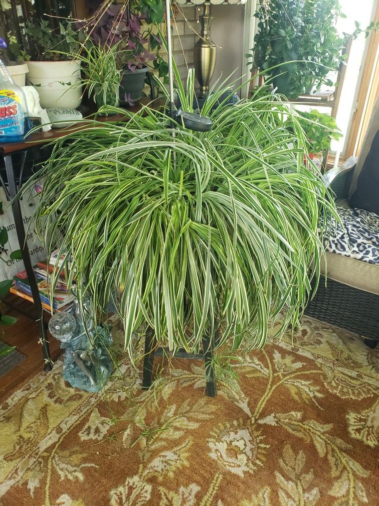 Healthy Spider Plant