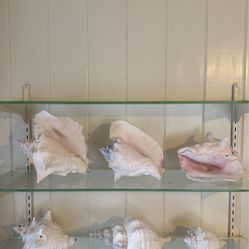 Pink Conch Shells (6)