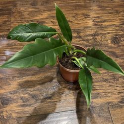 Philodendron Jungle Boogie Plant