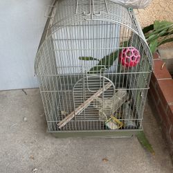 Bird Cage 
