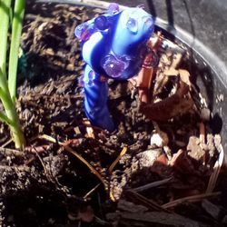 🧚‍♀️ Fairyland Glass Mushrooms 